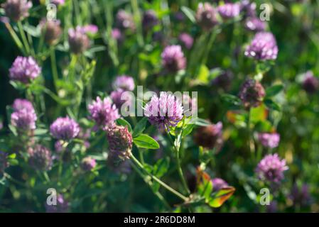 Trifolium pratense, red clover flower in meadow closeup selective focus Stock Photo