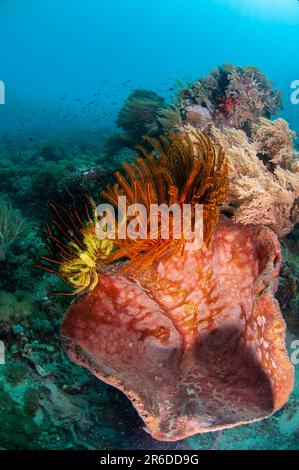 Crinoids, Comatulida Order, on Ianthella Sponge, Ianthella sp, Batu Pantar dive site, Pantar Island, near Alor, Indonesia Stock Photo