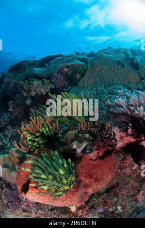 Crinoids, Comatulida Order, on Ianthella Sponge, ianthella sp, Tanjung Nukae dive site, Wetar Island, near Alor, Indonesia Stock Photo