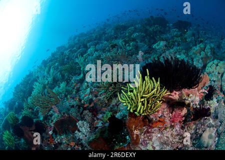 Crinoids, Comatulida Order, on Ianthella Sponge, ianthella sp, Tanjung Nukae dive site, Wetar Island, near Alor, Indonesia Stock Photo