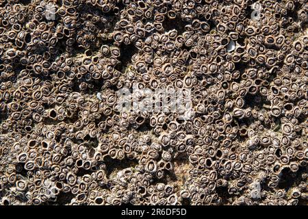Texture of small shells on a rock, barnacles Stock Photo