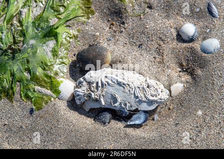 A white shell planted in the sand on a beach in Brittany Stock Photo