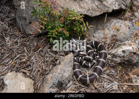 A basking California kingsnake (Lampropeltis californiae) from Contra Costa County, California in the San Francisco Bay area. Stock Photo