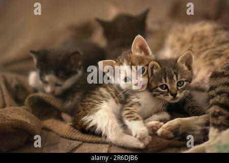 a mother cat and her four kittens, the moment of feeding kittens is captured,the cat lies and rests,and the kittens drink mother's milk at this moment Stock Photo
