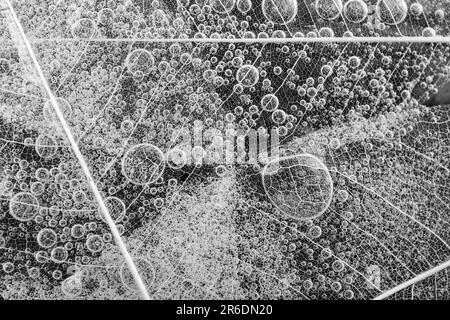 effervescent bubbles under leaves skeleton structure on black background, abstract texture Stock Photo