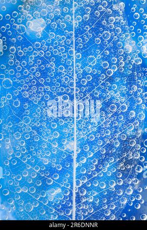 efervescent bubbles on a leaf skeleton structure on  blue glass crystal defocused, beautiful colored photography background Stock Photo