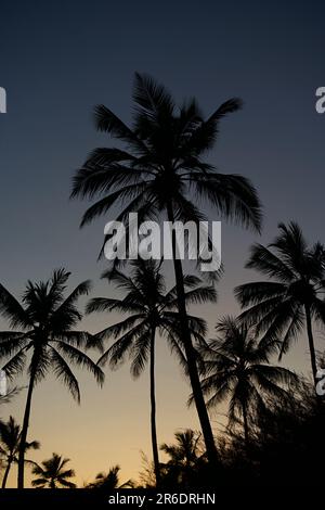 A low-angle shot of palm trees silhouetted against a stunning sunset sky Stock Photo