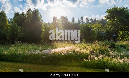 Beautiful green rural landscape. Old wooden barn in the background. Plants covered with dew. Sunbeams breaking through the forest. Stock Photo