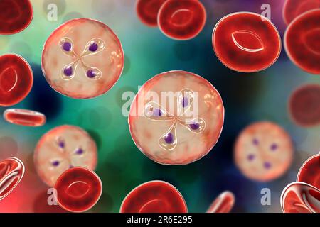Babesia parasites inside red blood cell, computer illustration. This is the classic tetrad-form, or Maltese cross formation, of Babesia merozoites ins Stock Photo