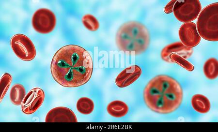 Babesia parasites inside red blood cell, computer illustration. This is the classic tetrad-form, or Maltese cross formation, of Babesia merozoites ins Stock Photo