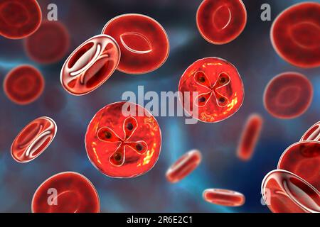 Babesia parasites inside red blood cell, computer illustration. This is the classic tetrad-form, or Maltese cross formation, of Babesia merozoites ins Stock Photo