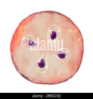 Babesia parasites inside red blood cell, computer illustration. This is the classic tetrad-form, or Maltese cross formation, of Babesia merozoites ins Stock Photo