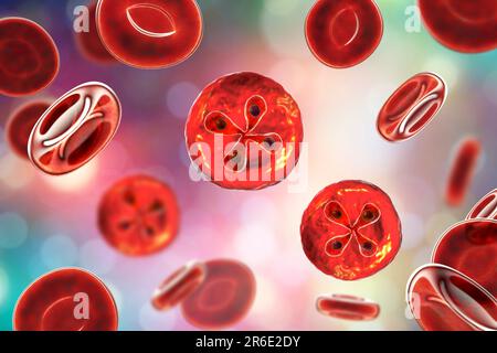 Babesia parasites inside red blood cell, computer illustration. This is ...