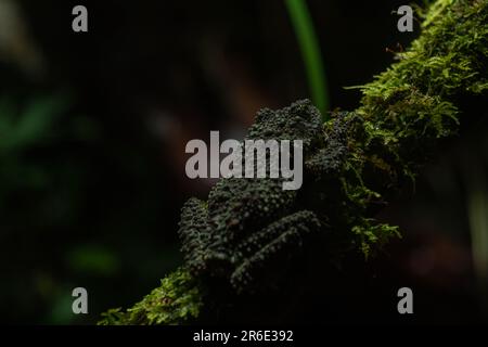 Mossy frog (Theloderma corticale), frog in the nature habitat, Vietnam. Widlife nature in Asia. Amphibian on the old vegetation, dark background, sele Stock Photo