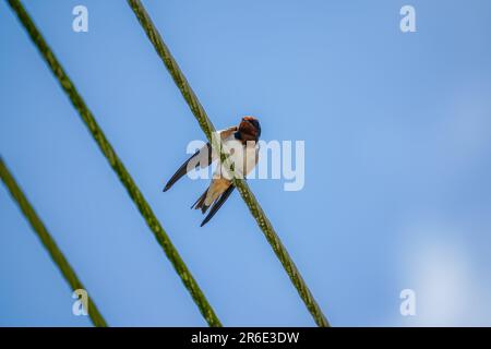 Barn Swallow on wire under blue sky background. A wire tailed swallow perched on cable. Bird sitting and rest on sunny summer day Stock Photo