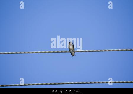 Barn Swallow on wire under blue sky background. A wire tailed swallow perched on cable. Bird sitting and rest on sunny summer day Stock Photo