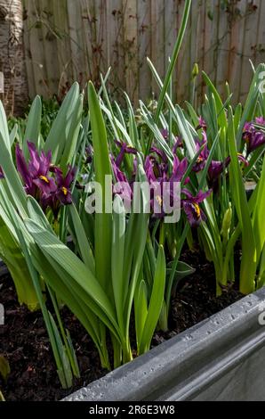Close up of dwarf irises iris 'George' Reticulata purple flower flowers growing in a container trough of mixed bulbs in spring England UK Britain Stock Photo