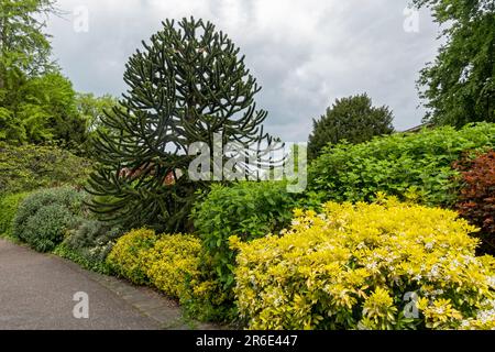 Young monkey puzzle tree araucaria araucana growing in a public park gardens in summer York North Yorkshire England UK United Kingdom GB Great Britain Stock Photo