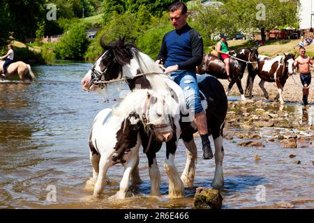 A gypsy swimming his horse and foal at the historic Appleby Horse Fair, Appleby-in-Westmorland, Cumbria, England, U.K. Stock Photo
