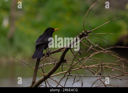 The common blackbird Turdus merula is a relatively large and long-tailed bird, widespread and common, and therefore one of the most popular and well-k Stock Photo