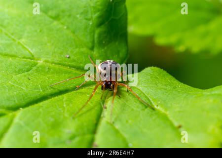 macro shot of Metellina spider on tip of green leaf, wildlife in natural environment. Stock Photo