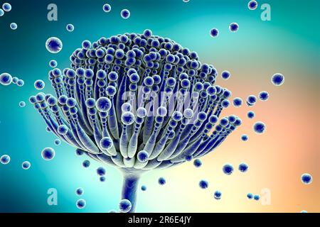 Aspergillus fungus, computer illustration. This is a toxic fungus that causes diseases in humans. These include fungal ear, lung and skin infections ( Stock Photo