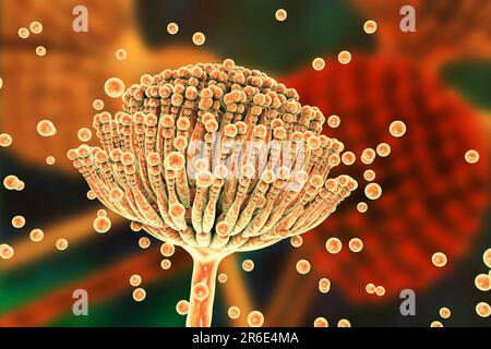 Aspergillus fungus, computer illustration. This is a toxic fungus that causes diseases in humans. These include fungal ear, lung and skin infections ( Stock Photo