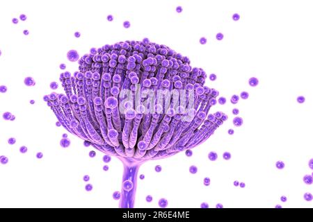 Aspergillus fungus, computer illustration. This is a toxic fungus that causes diseases in humans. These include fungal ear, lung and skin infections ( Stock Photo