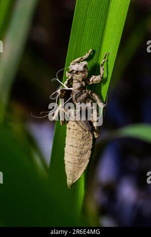 Larval dragonfly grey shell. Nymphal exuvia of Gomphus vulgatissimus. White filaments hanging out of exuvia are linings of tracheae. Exuviae, dried ou Stock Photo