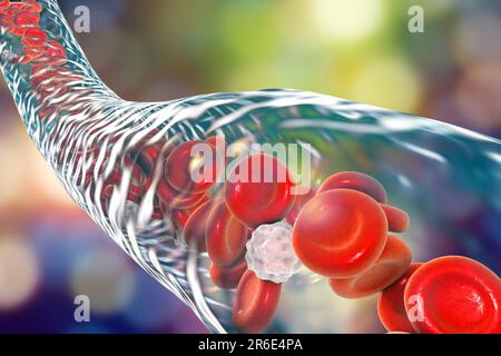 Blood vessel, computer illustration. Red blood cells and white blood cells inside a blood vessel. Stock Photo