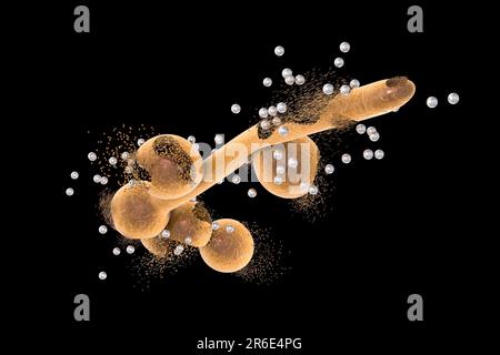 Destruction of Candida fungi, computer illustration. Image can be used to illustrate antifungal treatment concept. Stock Photo