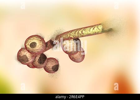 Destruction of Candida fungi, computer illustration. Image can be used to illustrate antifungal treatment concept. Stock Photo