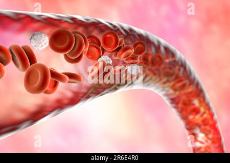 Blood vessel, computer illustration. Red blood cells and white blood cells inside a blood vessel. Stock Photo