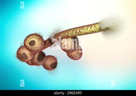 Destruction of Candida fungi, computer illustration. Image can be used to illustrate antifungal treatment concept. Stock Photo