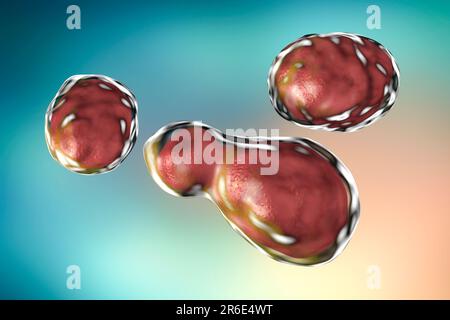 Cryptococcus neoformans fungus, computer illustration. C. neoformans is a yeast-like fungus that reproduces by budding. An acidic mucopolysaccharide c Stock Photo