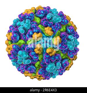 Chikungunya virus, computer illustration. Chikungunya virus is composed of an RNA (ribonucleic acid) genome enclosed in a protein coat, or nucleocapsi Stock Photo