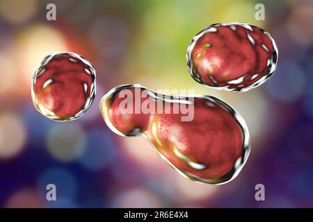 Cryptococcus neoformans fungus, computer illustration. C. neoformans is a yeast-like fungus that reproduces by budding. An acidic mucopolysaccharide c Stock Photo