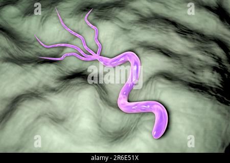 Helicobacter pylori bacterium, computer illustration. H. pylori is a gram-negative motile bacterium which is associated with formation of gastric and Stock Photo