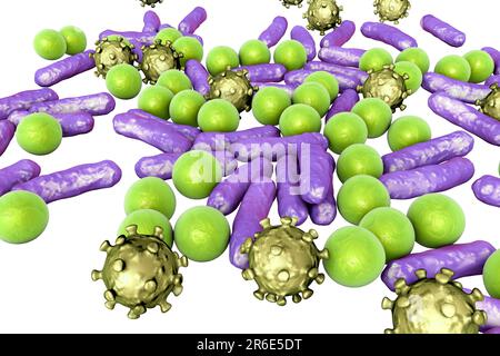 Computer illustration of bacteria of different shapes, including cocci ...