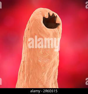 Hookworm head. Computer illustration of the head of the parasitic hookworm, Ancylostoma duodenale. This is one of the commonest causes of hookworm inf Stock Photo