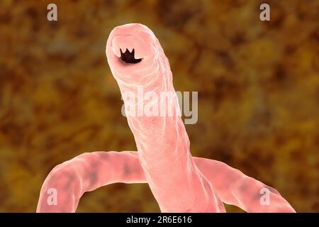 Computer illustration of the head of the parasitic hookworm, Ancylostoma duodenale. This is one of the commonest causes of hookworm infestation in hum Stock Photo
