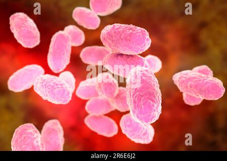 Whooping cough bacteria (Bordetella pertussis), computer illustration. B. pertussis are gram-negative, aerobic, non-motile, coccobacillus prokaryote ( Stock Photo