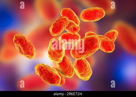 Computer illustration of Haemophilus influenzae, coccobacillus prokaryote (often exhibiting coccoid and bacilli shapes); causes meningitis in children Stock Photo
