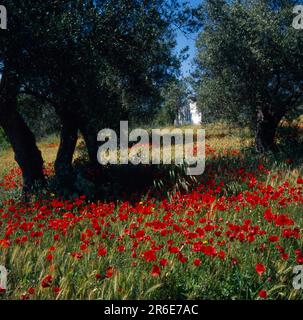 B, Poppy, Flower (Papaver rhoeas) meadow the, clap poppyFlower meadow in the Algarve in Portugal Stock Photo