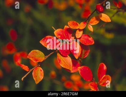 Willow-leaved cotoneaster (Cotoneaster) (Cotoneaster salicifolius) in autumn colours Stock Photo