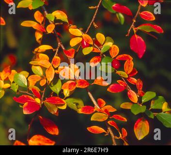 Willow-leaved cotoneaster (Cotoneaster) (Cotoneaster salicifolius) in autumn colours Stock Photo