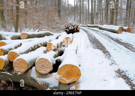 Wood in the winter forest with snow, long beech logs with snow, near Maulbronn Stock Photo