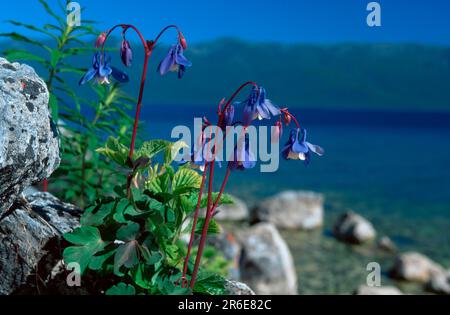 Siberian columbine, Zabaikalsky National Park, Ushkany Islands, Lake Baikal (Aquilegia sibirica), Russia Stock Photo