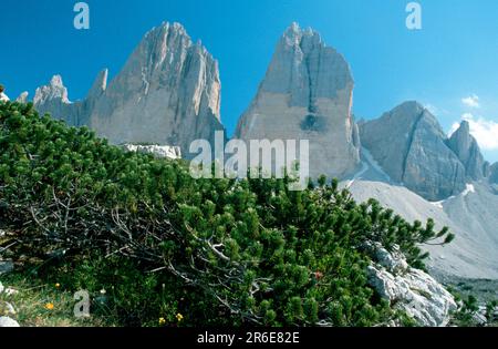 Mountain pine (Pinus mugo), Three Peaks, Dolomites, Italy Stock Photo