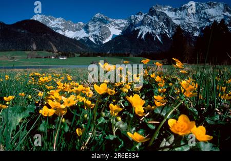 Marsh marigolds (Caltha palustris) in front of Karwendel Mountains, Upper Bavaria, Germany Stock Photo